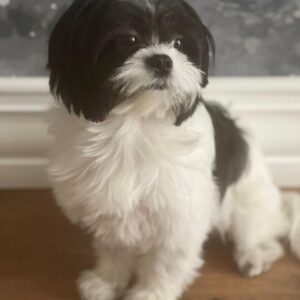 سگ شیتزو- ماده- عقیم شده- 4 ساله- واگذاری فوری