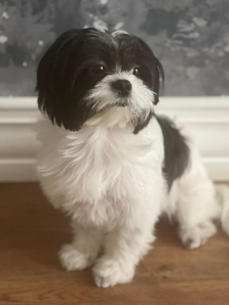 سگ شیتزو- ماده- عقیم شده- 4 ساله- واگذاری فوری