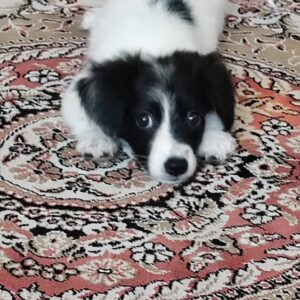 سگ عروسکی اشپیتز