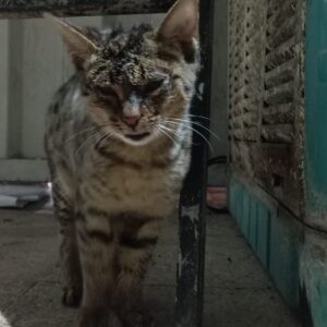 گربه خیابانی