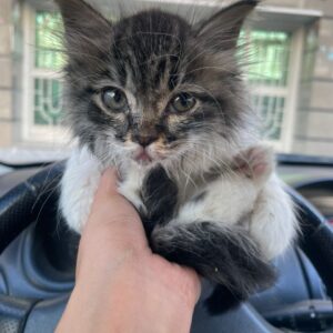 بچه گربه خوشگل