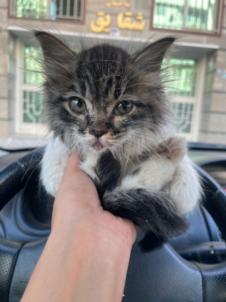 بچه گربه خوشگل