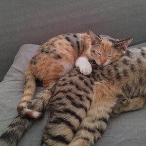 بچه گربه ماده سفید کالیکو رنگی