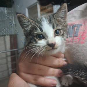 بچه گربه بیست روزه