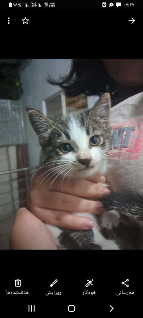 بچه گربه بیست روزه