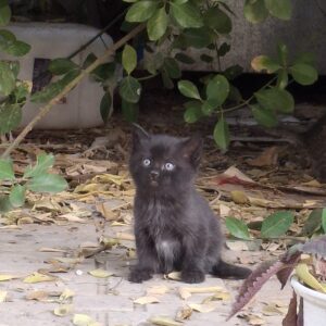 واگزاری رایگان