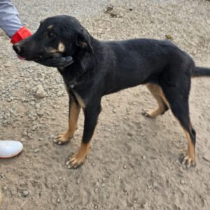 اقا هیرو میکس دوبر