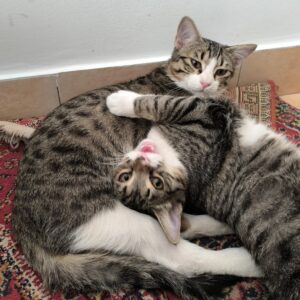 دو تا گربه نر باهم واگذار میشه