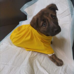 واگذاری توله 4 ماهه