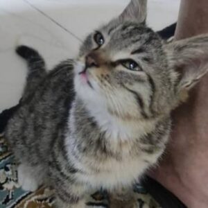 واگذاری فوری