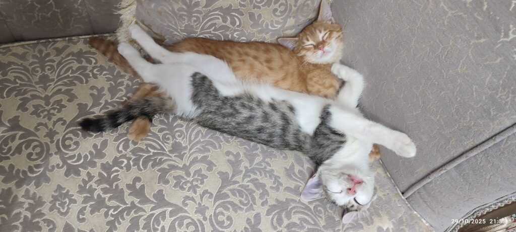 دوتا بچه گربه