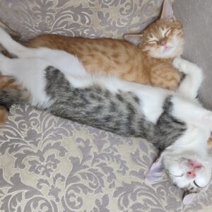 دوتا بچه گربه