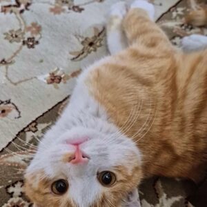 واگذاری فوری رایگان