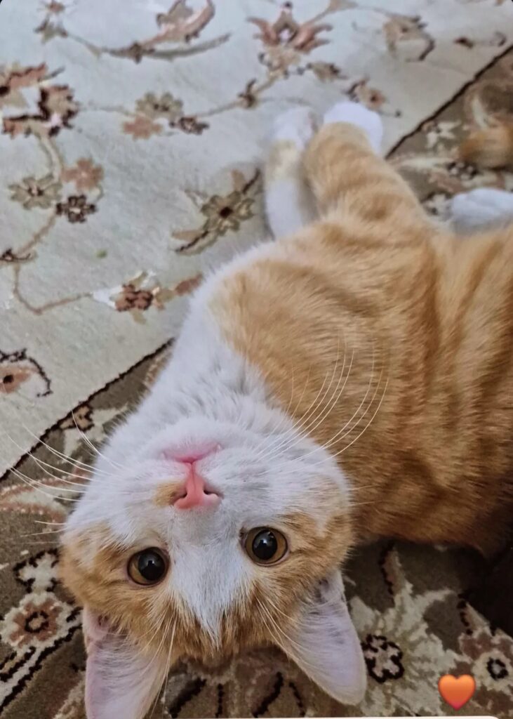 واگذاری فوری رایگان