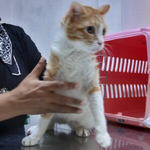 دختر دستی آروم مهربون عقیم شده ۸ ماهه