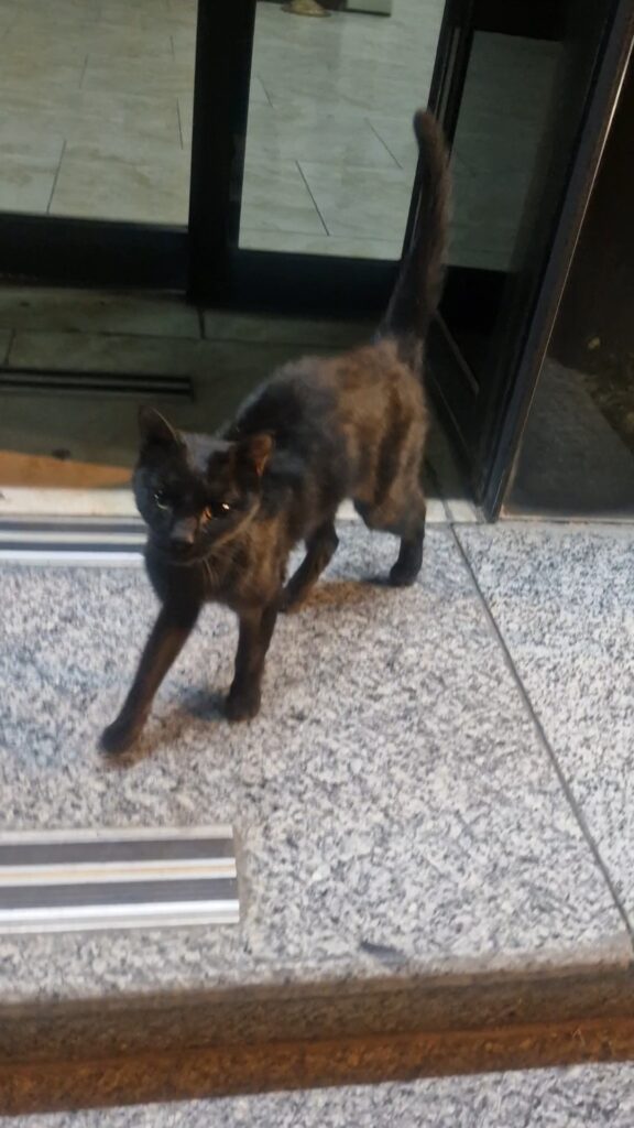 گربه سیاه کوچولو