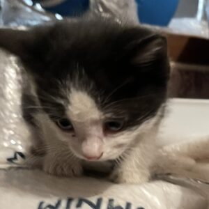 واگذاری رایگان بچه گربه یکماهه