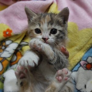 پیشی کوچولو