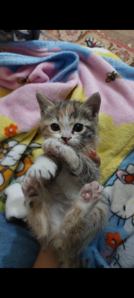 پیشی کوچولو