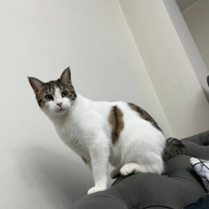 گربه دی اس اچ عقیم شده خوشگل