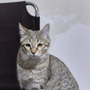 واگذاری گربه