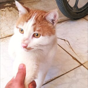 واگذاری گربه dsh نر معلول