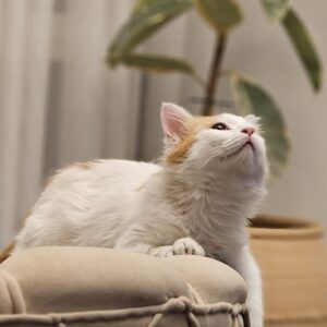 واگذاری بچه گربه دختر