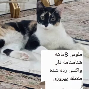 گربه ۸ ماهه واکسن خورده شناسنامه دار