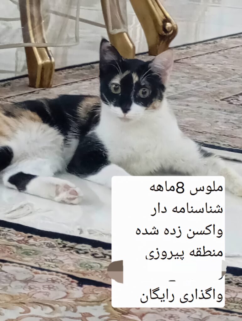 گربه ۸ ماهه واکسن خورده شناسنامه دار