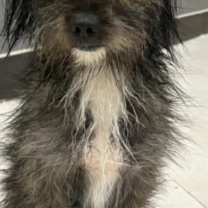 سگ شیتزو تریز