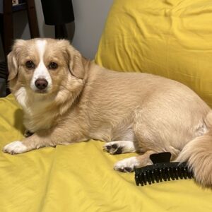 سگ گمشده در جاده هراز