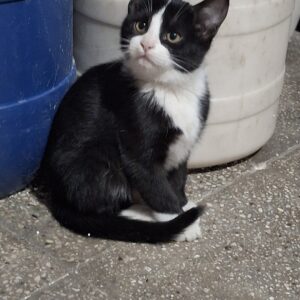 واگذاری رایگان بچه گربه به خانواده مسئول و عاشق حیوانات