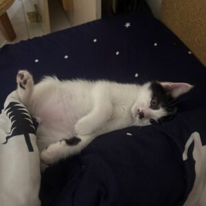 واگذاری گربه قشنگم