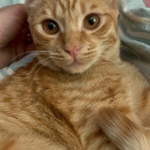 طلا پسر ۵ماهه گربه پرتقالی  واکسینه تو خونه بدنیا اومده