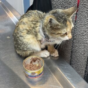 گربه کوچولو