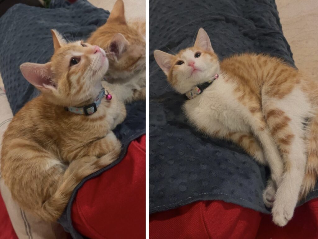 بچه گربه نارنجی