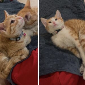 بچه گربه نارنجی