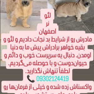 واگذاری سگ شیتزو تریر