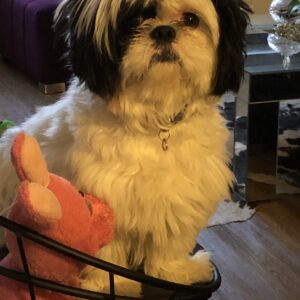 سگ شیتزو اپارتمانی نر