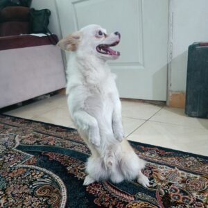 واگذاری رایگان