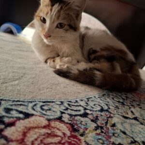 امداد ونگهداری