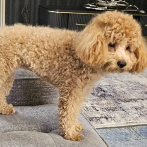 پودل گم شده