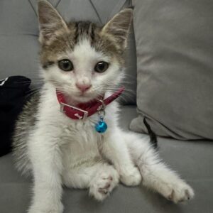 واگذاری بچه گربه ۲/۵ -۳ ماهه