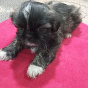 شیتزو فلت مینیاتوری