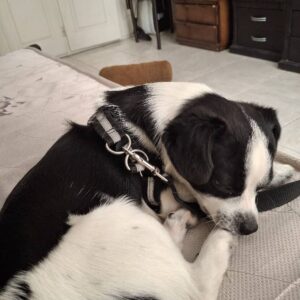 یک قلاده سگ پاکوتاه گمشده