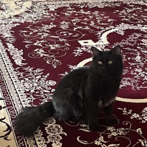 گربه هشت ماهه