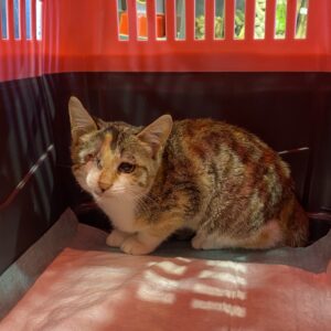 واگذاری بچه گربه ماده