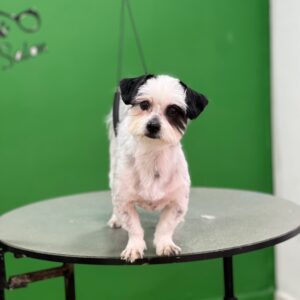 واگذاری رایگان سگ