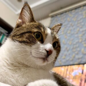 واگذاری گربه سالم، عقیم و واکسینه شده، با وسایل کامل