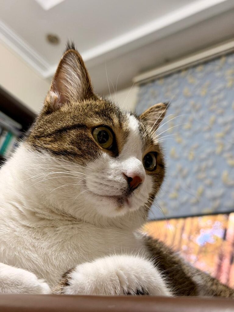 واگذاری گربه سالم، عقیم و واکسینه شده، با وسایل کامل